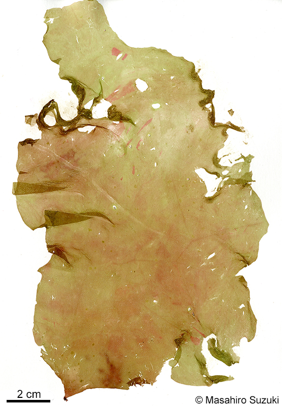 ヌメリギヌ Amalthea rubida